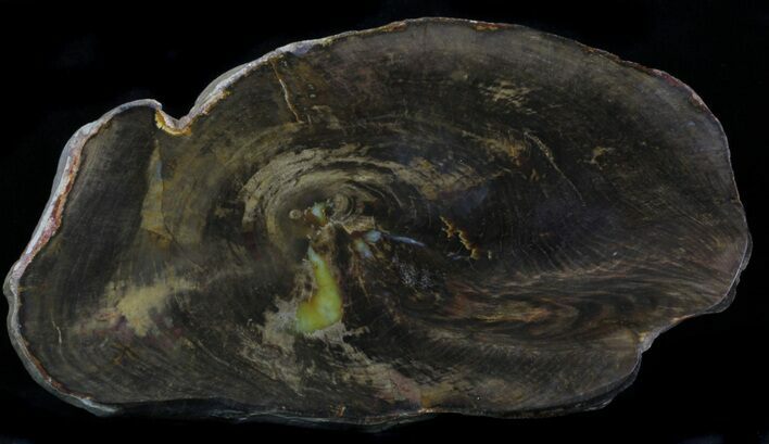 Polished, Jurassic Petrified Wood (Conifer) - Australia #33925